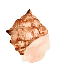 water color painted brawn seashell on white background