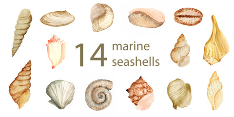 set of water color painted seashells on white background