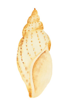 water color painted yellow seashell on white background