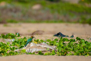 A small dainty bee-eater that is intensely green overall with a greenish-blue throat, a thin black throat band, and long central tail feathers