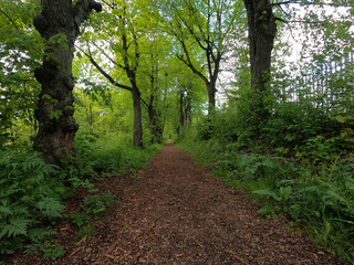 The road between the doze