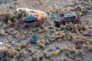 Fiddler crabs are small crustaceans with a distinctive enlarged claw. They live on beaches, mud...