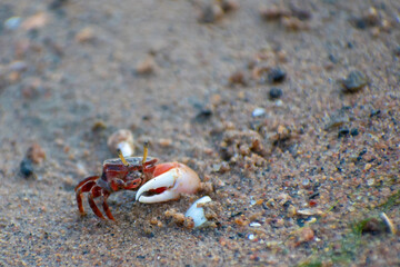 Fiddler crabs are small crustaceans with a distinctive enlarged claw. They live on beaches, mud...