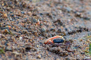 Fiddler crabs are small crustaceans with a distinctive enlarged claw. They live on beaches, mud flats and marshes throughout the Chesapeake Bay.