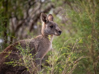 Eastern Grey Kangaroo at Sugarloaf Reservoir