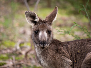 Naklejka na ściany i meble Eastern Grey Kangaroo at Sugarloaf Reservoir