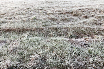 grass in the frost - the grass in winter covered with frost. Photo closeup with a small depth of field