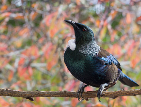 New Zealand native Tui bird with autumn bokeh leaves closeup