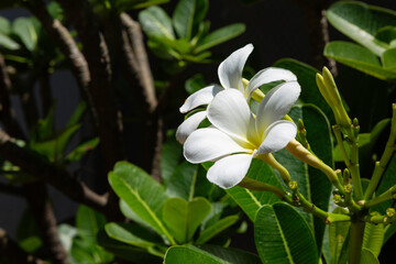 Fototapeta na wymiar Pretty White Flowers Blooming in a Garden