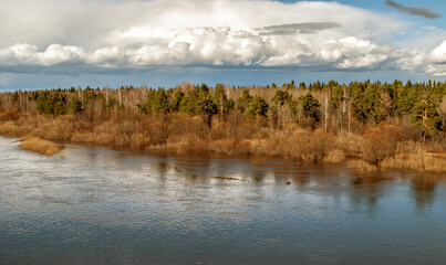 Spring flood of the river, flooded coastal bushes and trees.