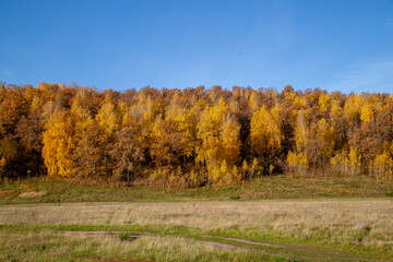 Fototapeta na wymiar autumn forest against a clear blue sky