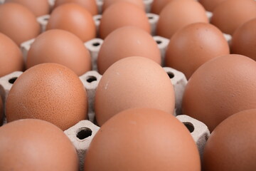 fresh organic egg in paper panel of consume industry