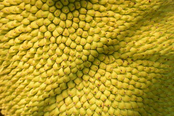 closeup rough skin peel of yellow jackfruit growing in nature