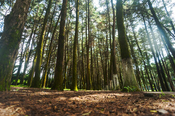 Obraz premium Low angle of pine trees, small pine forest