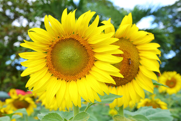 Obraz premium sunflower blooming in nature garden, beautiful yellow flower blossom in morning day of springtime