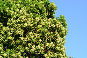 Alstonia scholaris flowers on tree 