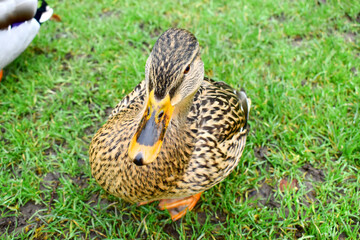 A female Mallard stand on green grass background