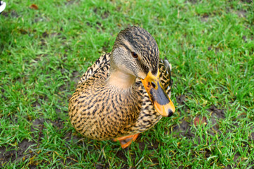 A female Mallard stand on green grass background