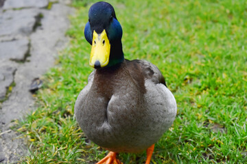 Closeup focus on male Mallard stand on green grass background