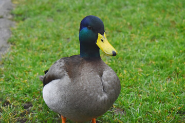 Closeup focus on male Mallard stand on green grass background