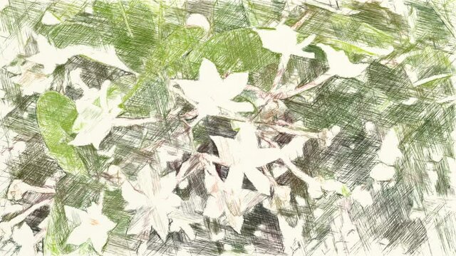 art drawing color of karonda flower