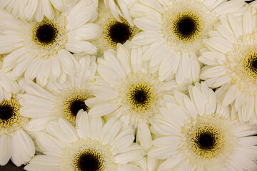 Obraz na płótnie Canvas Background from Gerbera flower