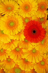 Background from Gerbera flower