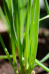 close up of aggregatum