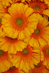 Background from Gerbera flower