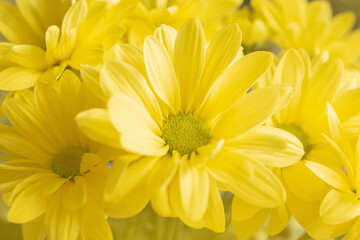 happy morning photo lots of yellow camomile flowers close up