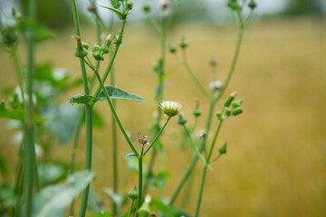 
Green Grass in the Morning | Beautiful Meadow in the Morning | Green Plants | Green Fields | Natural Beauty  