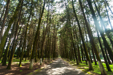 Street between pine forest in Milpas Altas Guatemala