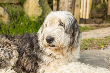 portrait of a furry dog ​​of white and gray color
