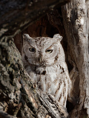 An eastern screech-owl shades on eye in Wyoming's morning light.