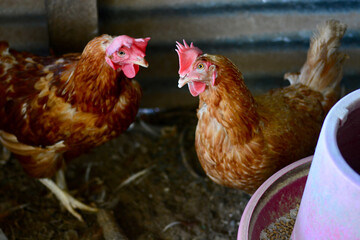 hen and chickens