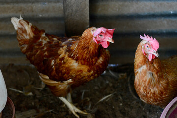 hen and chickens