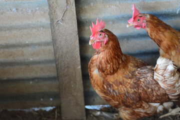 hen and chickens