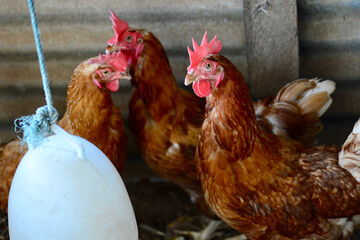 hen and chickens