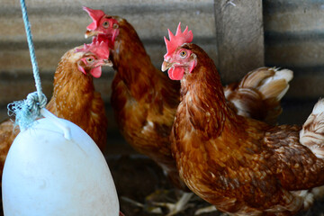 hen and chickens