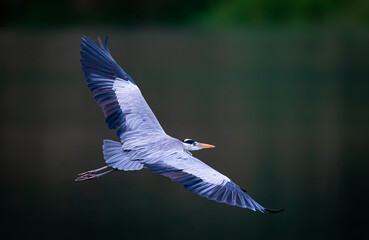 A back view closeup shot of a Great Blue Heron spreading its wings wide while flying over a pond in Taipei, Taiwan