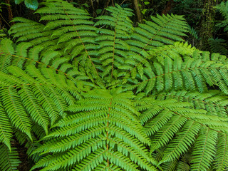 green New Zealand fern background