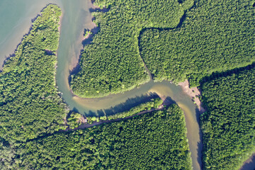 Aerial photo of mangrove forest and river delta 