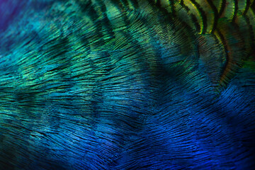 Close-up Peacocks, colorful details and beautiful peacock feathers.Macro photograph.