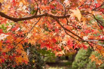 日本庭園の紅葉