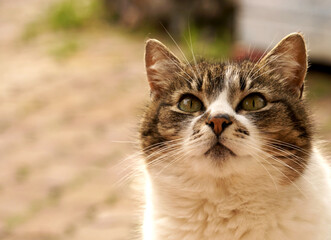 Close-up portrait cat sits outdoors. Space for the text            