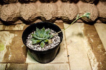 Succulent and Cactus on a Display