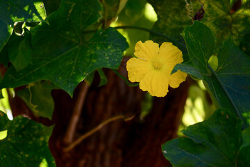 Angled loofah yellow flowers in the garden
