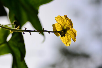 Angled loofah yellow flowers in the garden
