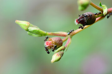 macro of a caterpillar