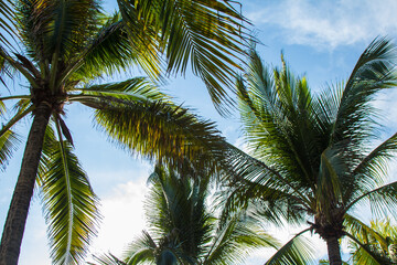 Fototapeta na wymiar background of palm trees on a tropical beach